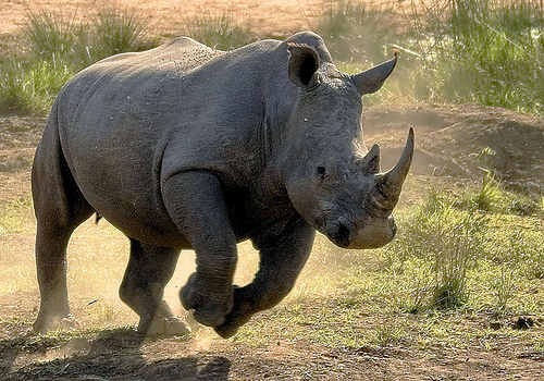 rhino-mccain